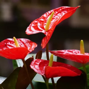 Red Anthurium Plant - 4 Inch Potted Anthurium - Indoor Flower Plant