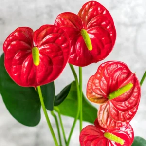 Red Anthurium Plant - 4 Inch Potted Anthurium - Indoor Flower Plant