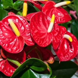 Red Anthurium Plant - 4 Inch Potted Anthurium - Indoor Flower Plant