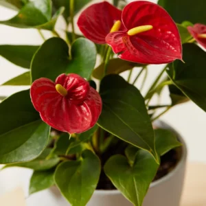 Red Anthurium Plant 6-8 Inch Potted Flower - Tropical Beauty