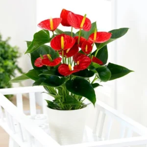 Red Anthurium Plant 6-8 Inch Potted Flower - Tropical Beauty