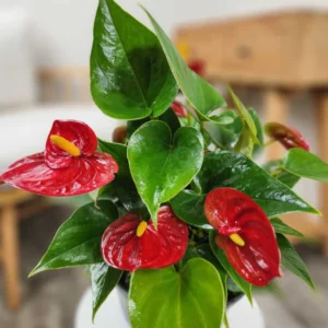 Red Anthurium Plant 6-8 Inch Potted Flower - Tropical Beauty