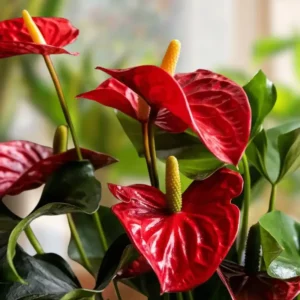 Red Anthurium Plant 6-8 Inch Potted Flower - Tropical Beauty