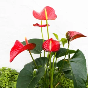 Red Anthurium Plant 6-8 Inch Potted Flower - Tropical Beauty