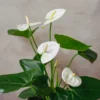 White Anthurium Plant - 4 Inch Potted Indoor Flower - Exotic Beauty