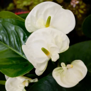 White Anthurium Plant - 4 Inch Potted Indoor Flower - Exotic Beauty