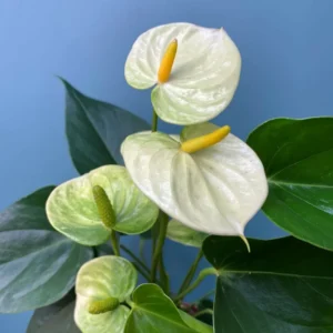 White Anthurium Plant - 4 Inch Potted Indoor Flower - Exotic Beauty