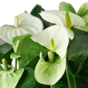White Anthurium Plant - 4 Inch Potted Indoor Flower - Exotic Beauty