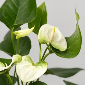 White Anthurium Plant - 6-8 Inch Potted Flowering Plant