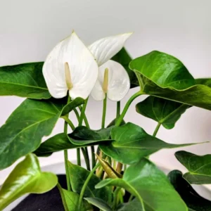 White Anthurium Plant - 6-8 Inch Potted Flowering Plant