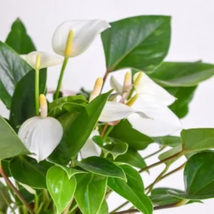 White Anthurium Plant - 6-8 Inch Potted Flowering Plant