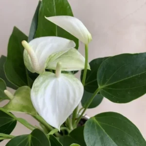 White Anthurium Plant - 6-8 Inch Potted Flowering Plant