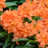 Orange Crossandra Plugs Set - 2 Live Plants, 5-7 inch Height, Vibrant Orange Blooms