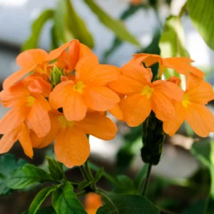 Orange Crossandra Plugs Set - 2 Live Plants, 5-7 inch Height, Vibrant Orange Blooms