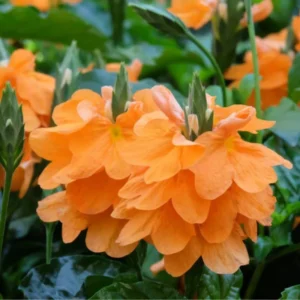 Orange Crossandra Plants - 4 Plug Set - 5-7 Inch - Vibrant Blooms