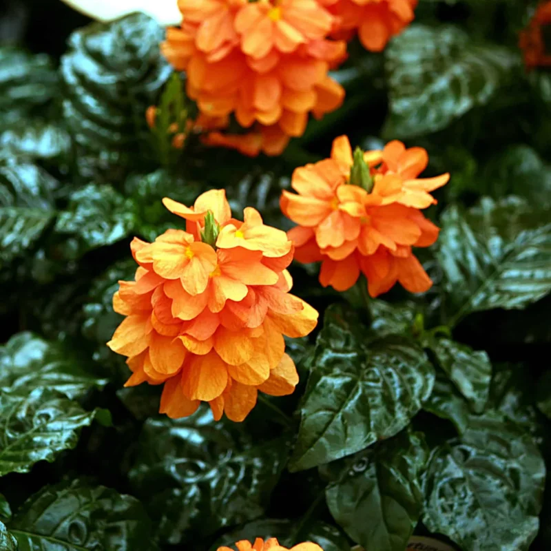Orange Crossandra Plants - 4 Plug Set - 5-7 Inch - Vibrant Blooms