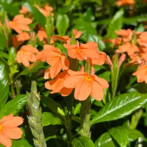 Orange Crossandra Plants - 4 Plug Set - 5-7 Inch - Vibrant Blooms