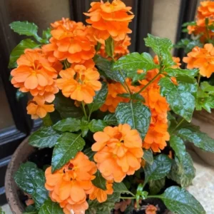 Orange Crossandra Plants - 4 Plug Set - 5-7 Inch - Vibrant Blooms