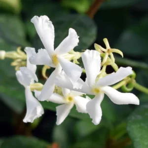 Confederate Jasmine Plugs - Set of 2 - 5-7 Inch Flowering Vines