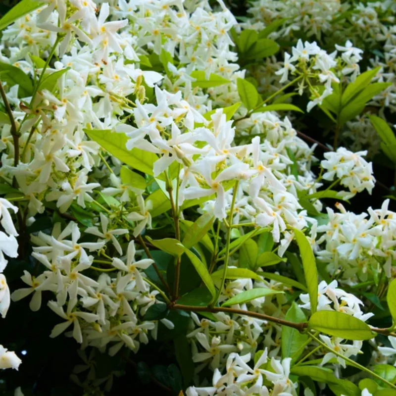 Confederate Jasmine Plugs - Set of 2 - 5-7 Inch Flowering Vines