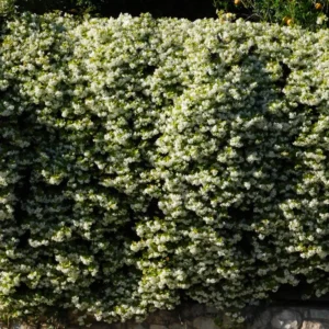 Confederate Jasmine Plugs - Set of 2 - 5-7 Inch Flowering Vines