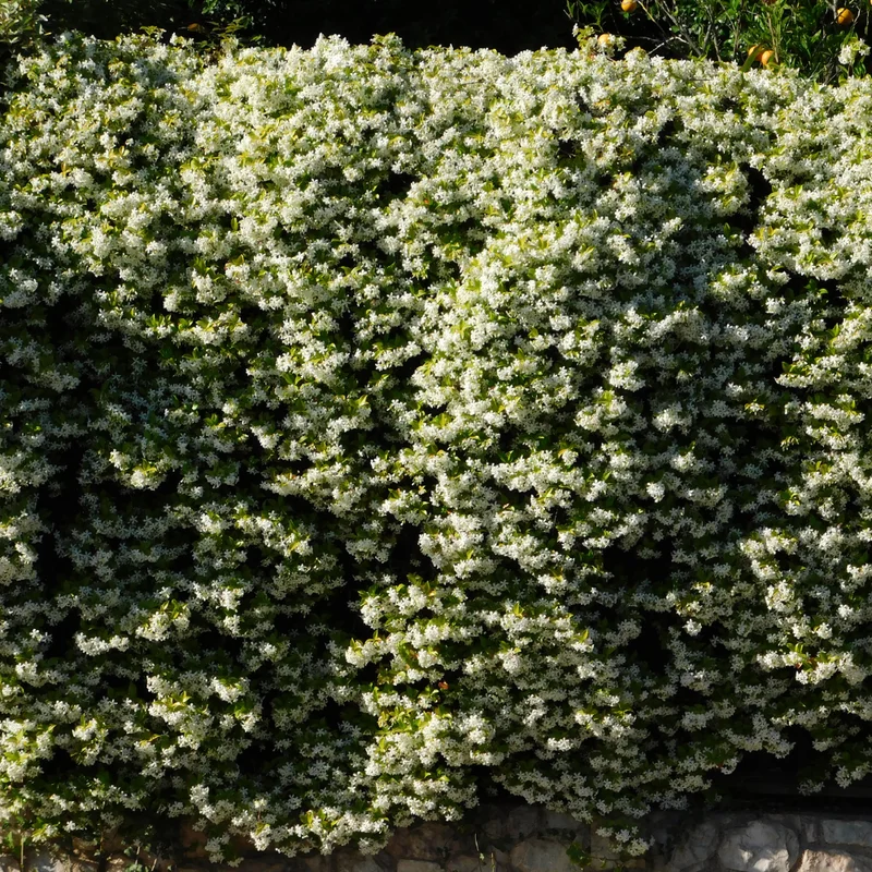 Confederate Jasmine Plugs - Set of 2 - 5-7 Inch Flowering Vines