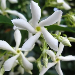Confederate Jasmine Plugs Set of 4, 5-7 inch, Fragrant Flowering Vines