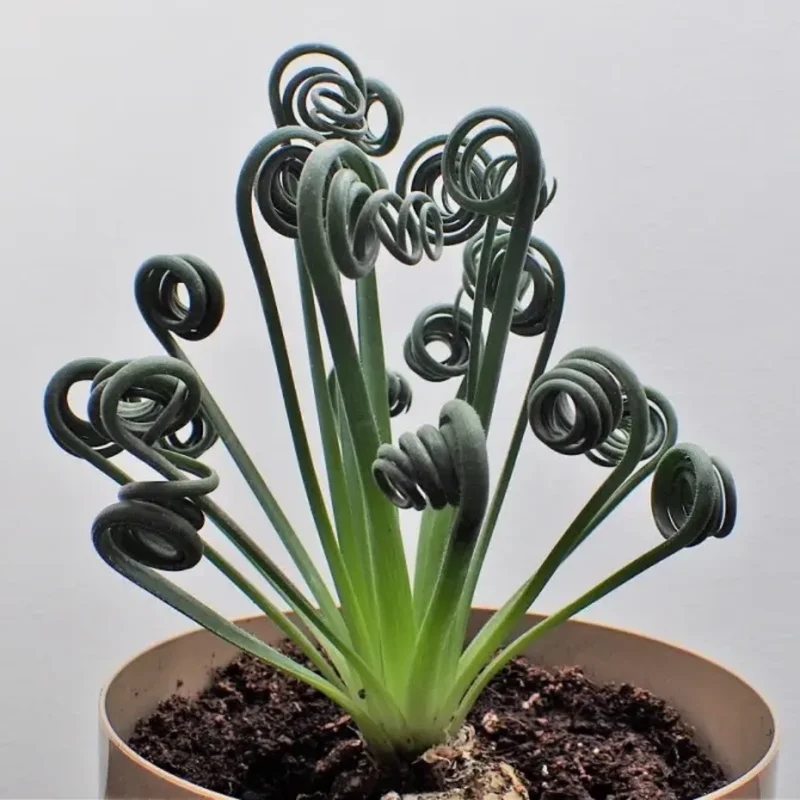Frizzle Sizzle Plant - Corkscrew Albuca - 4 Inch Pot - Unique Curly Leaves