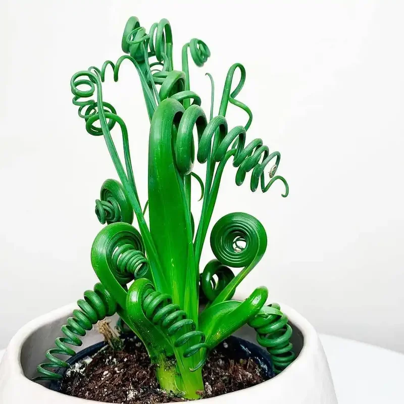 Frizzle Sizzle Plant - Corkscrew Albuca - 4 Inch Pot - Unique Curly Leaves
