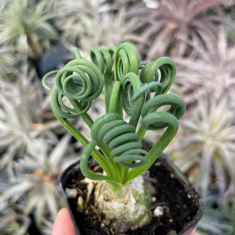 Frizzle Sizzle Plant - Corkscrew Albuca - 4 Inch Pot - Unique Curly Leaves