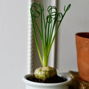 Frizzle Sizzle Plant - Corkscrew Albuca - 4 Inch Pot - Unique Curly Leaves