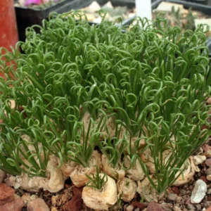 Frizzle Sizzle Plant - Corkscrew Albuca - 4 Inch Pot - Unique Curly Leaves