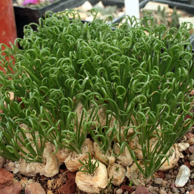 Frizzle Sizzle Plant - Corkscrew Albuca - 4 Inch Pot - Unique Curly Leaves