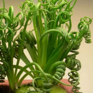 Albuca Spiralis Frizzle Sizzle Succulent - Exotic Rare Plant - 4'' Pot
