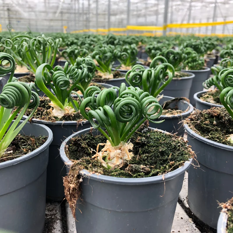 Albuca Spiralis Frizzle Sizzle Succulent - Exotic Rare Plant - 4'' Pot