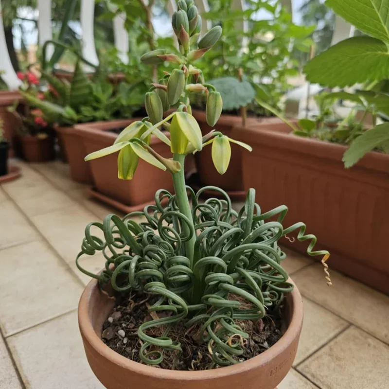 Albuca Spiralis Frizzle Sizzle Succulent - Exotic Rare Plant - 4'' Pot