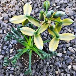 Albuca Spiralis Frizzle Sizzle Succulent - Exotic Rare Plant - 4'' Pot