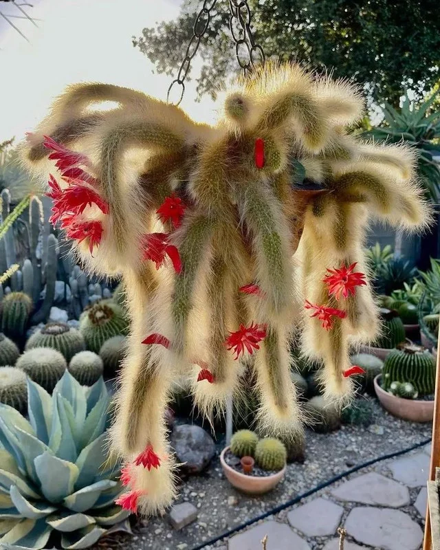 Monkey Tail Cactus 2'' Pot - Unique Trailing Succulent