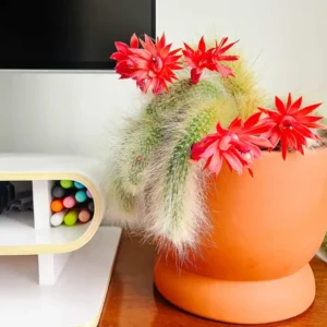 Monkey Tail Cactus 2'' Pot - Unique Trailing Succulent