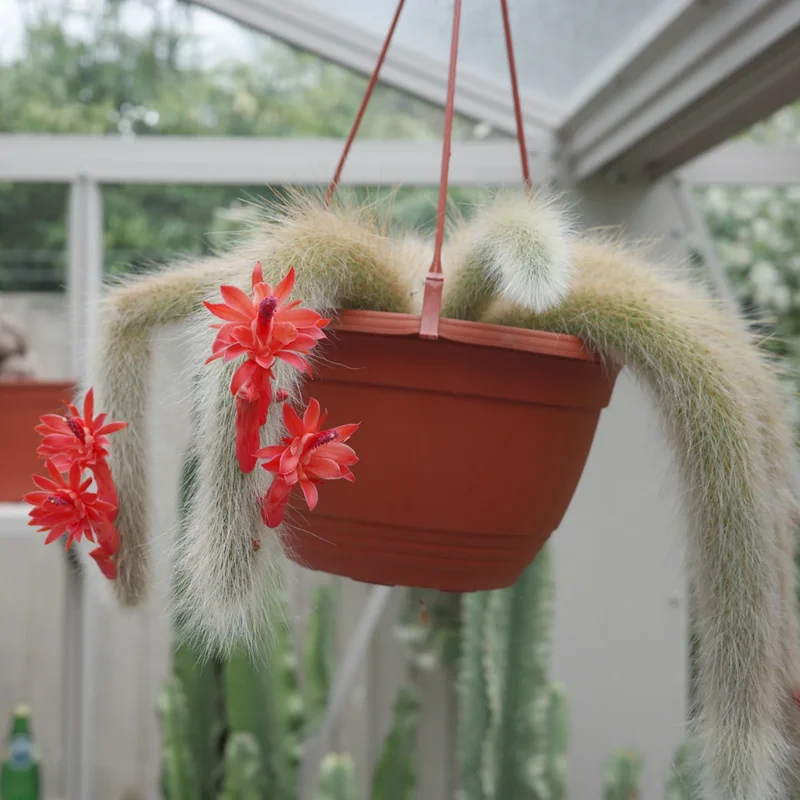 Monkey Tail Cactus 2'' Pot - Unique Trailing Succulent