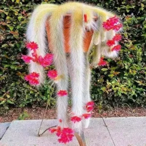 Monkey Tail Cactus 2'' Pot - Unique Trailing Succulent