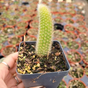 Monkey Tail Cactus 2'' Pot - Unique Trailing Succulent