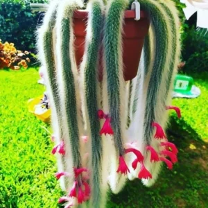 Monkey Tail Cactus Bare Root - 6 Inch Tall - Unusual Succulent