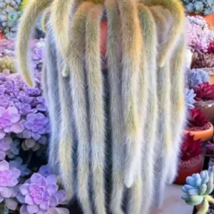 Monkey Tail Cactus Bare Root - 6 Inch Tall - Unusual Succulent