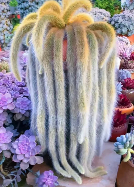Monkey Tail Cactus Bare Root - 6 Inch Tall - Unusual Succulent