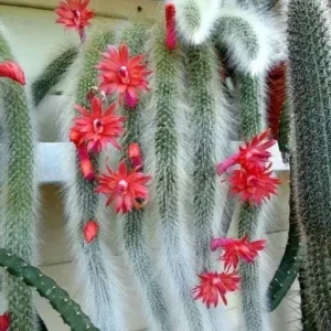 Monkey Tail Cactus Bare Root - 6 Inch Tall - Unusual Succulent