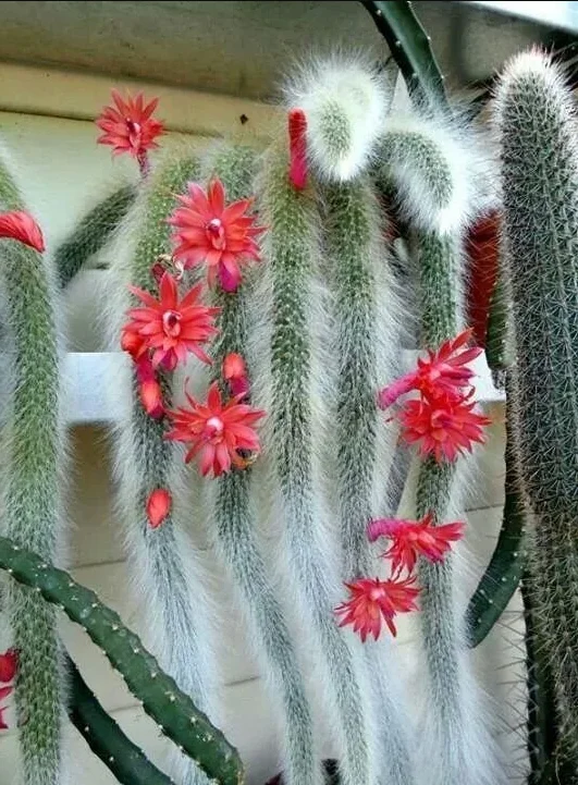 Monkey Tail Cactus Bare Root - 6 Inch Tall - Unusual Succulent