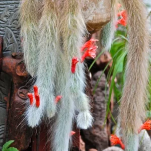 Monkey Tail Cactus Bare Root - 6 Inch Tall - Unusual Succulent