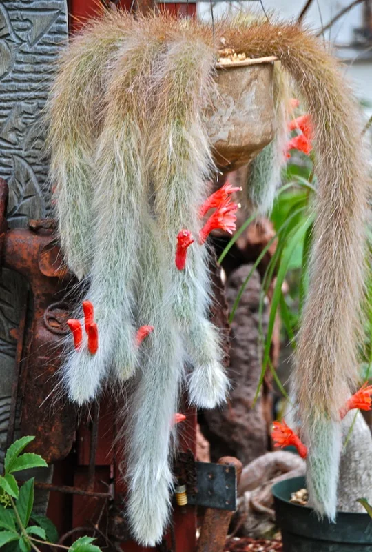 Monkey Tail Cactus Bare Root - 6 Inch Tall - Unusual Succulent