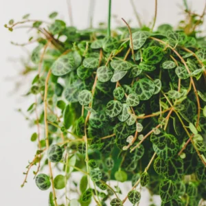 String of Turtles Trailing Succulent 3'' Pot - Unique Houseplant